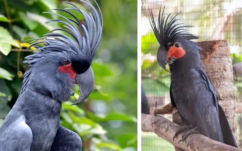 Black-Palm-Cockatoos