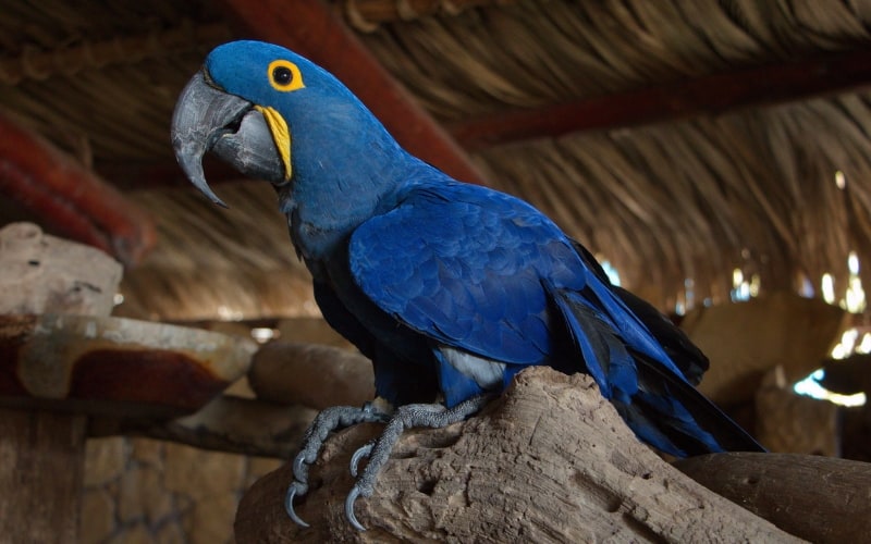 Hyacinth-Macaws