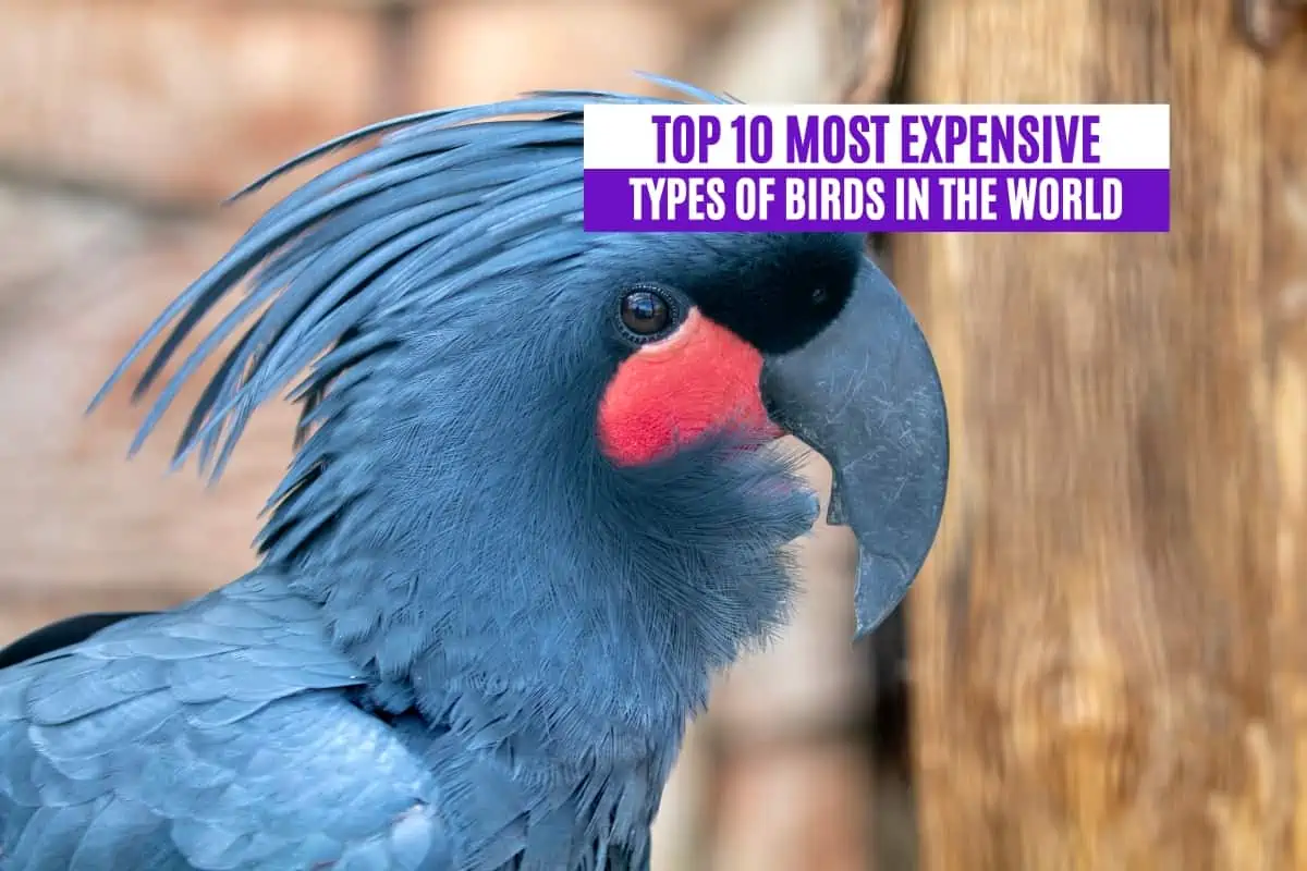 Top 10 Most Expensive Types of Birds in the World