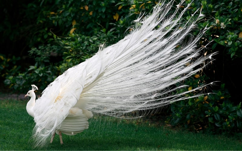 White-Peacock