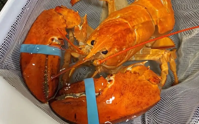 An-extremely-rare-orange-lobster