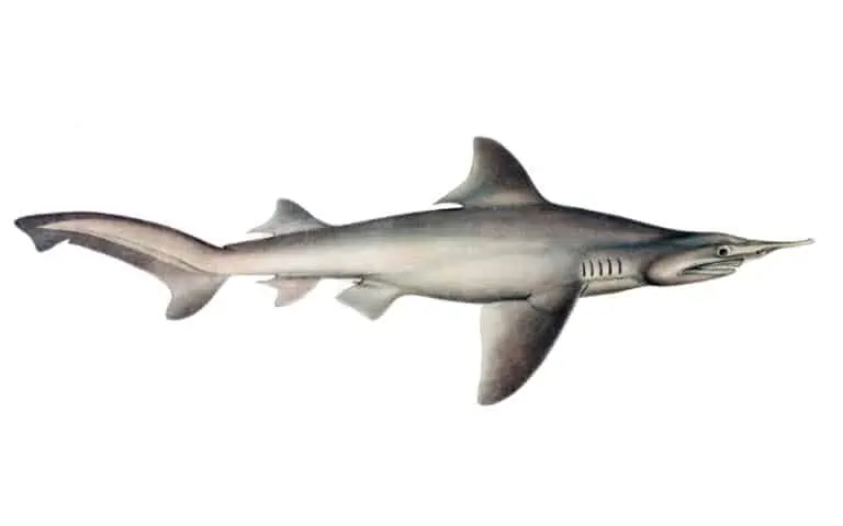 Top 10 Rarest Shark Species on Earth