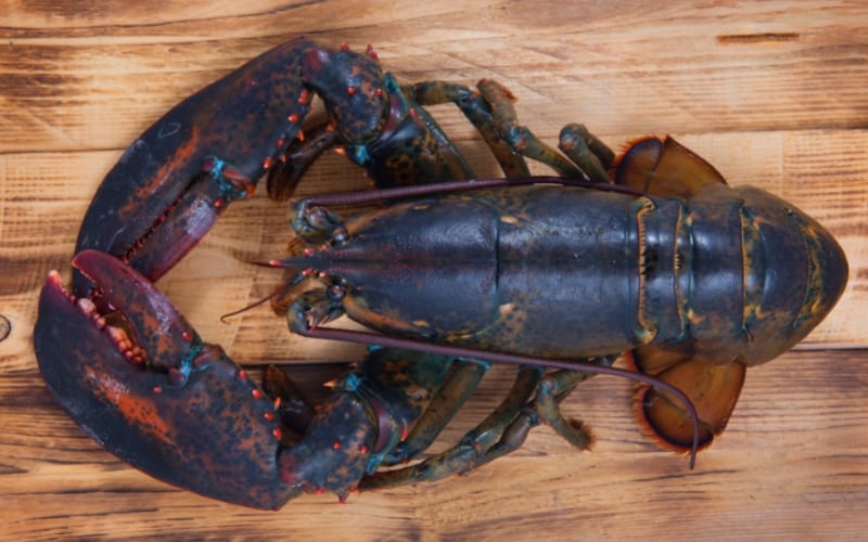 Dark-Brown-Lobster