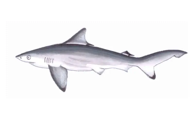 Pondicherry-Shark