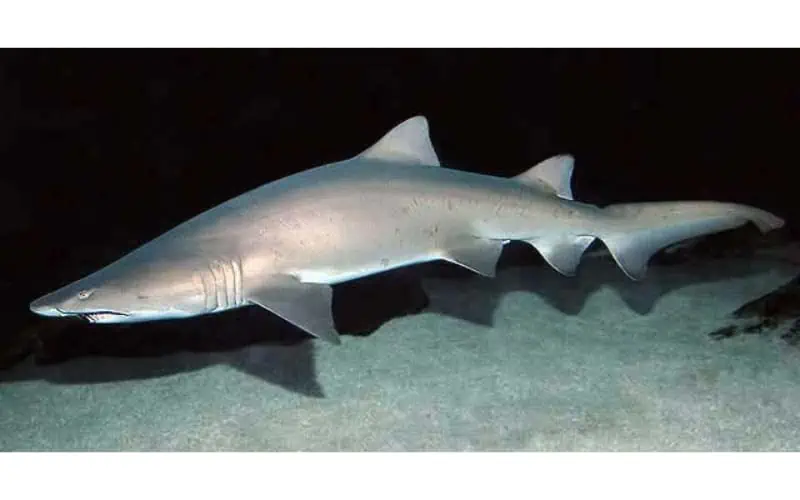 Sand-Tiger-Shark