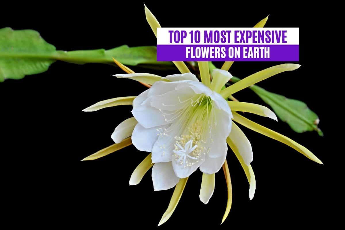 Top 10 Most Expensive Flowers on Earth