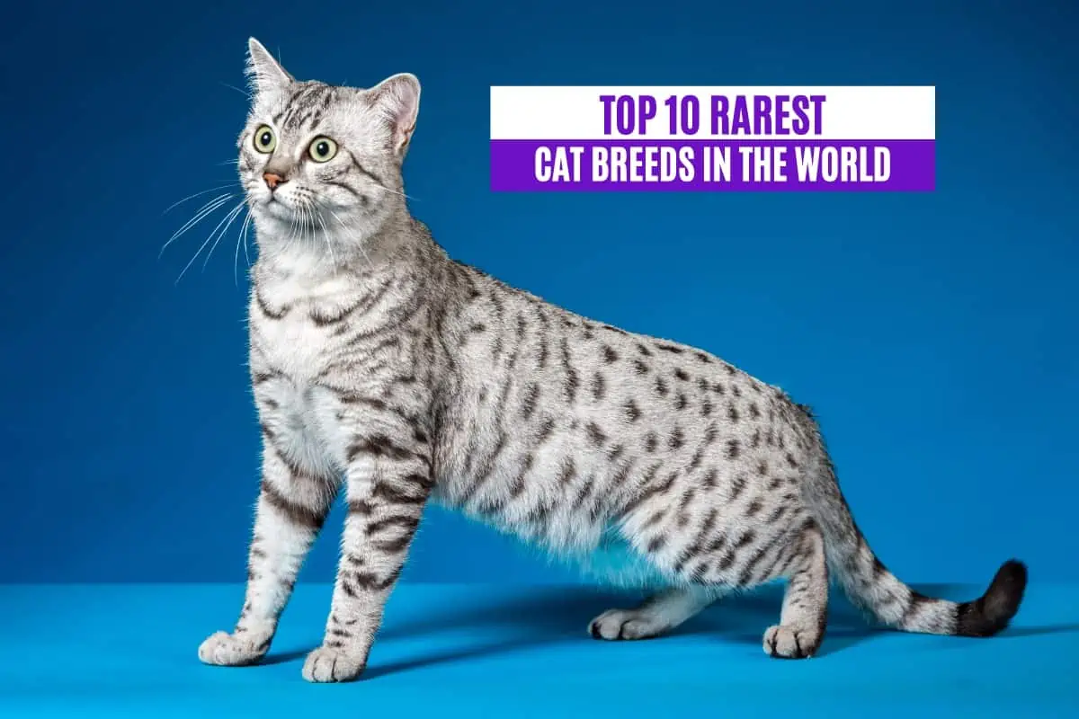 Top-10-Rarest-Cat-Breeds