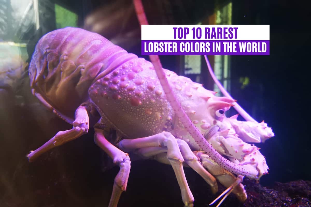 Top 10 Rarest Lobster Colors in the World