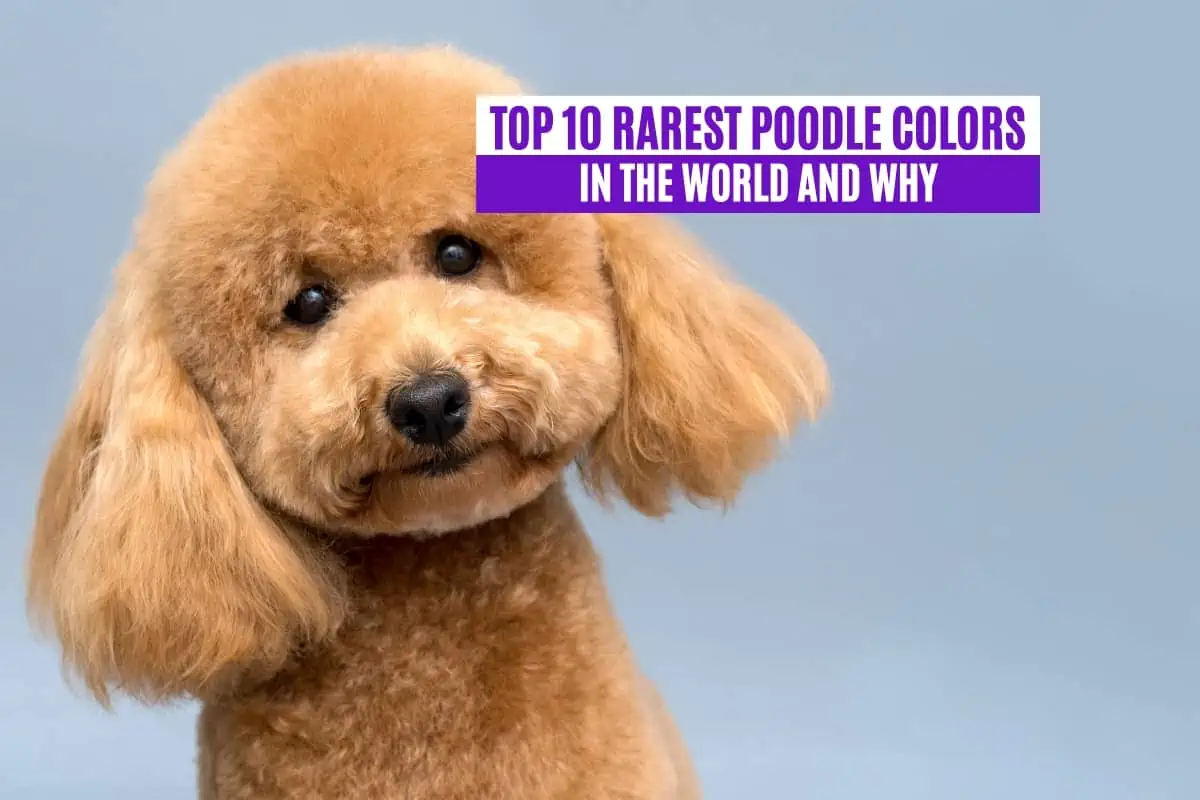 Top 10 Rarest Poodle Colors in the World and Why