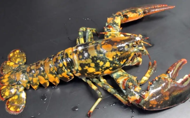 rare-calico-lobster