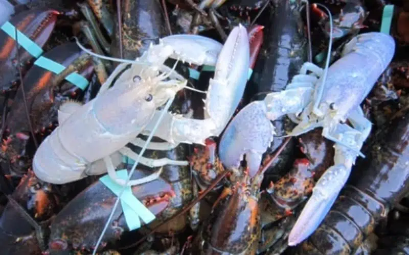 two-albino-lobsters-caught-in-2014