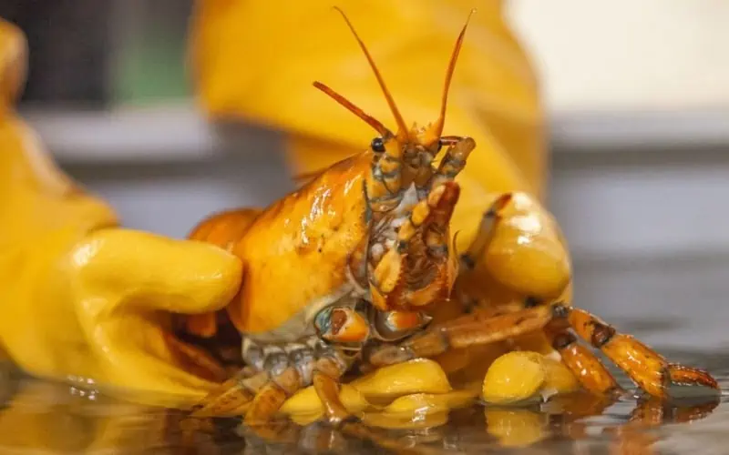 yellow-lobster